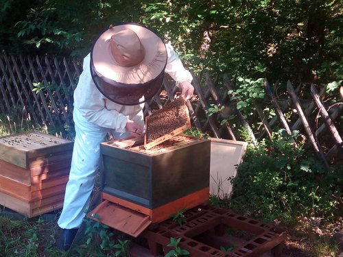 Bienen auf dem Friedhof